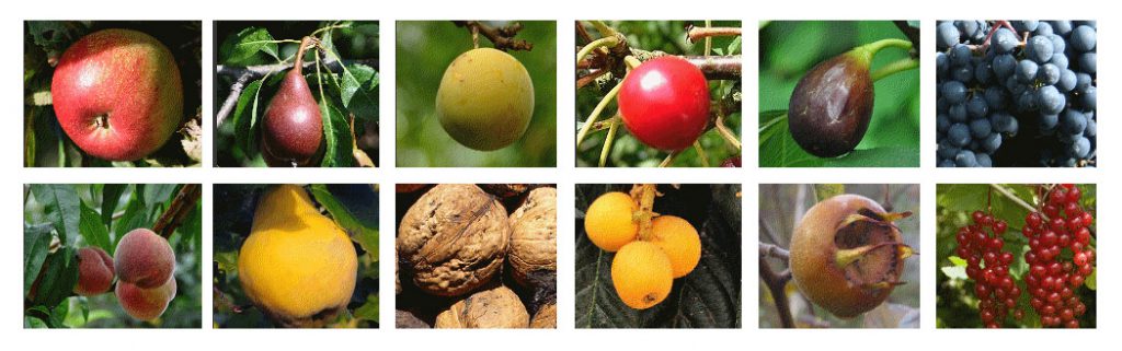 diverse soorten fruit van de dorpsboomgaard (illustratief)